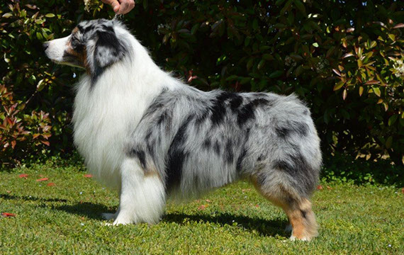 Allevamento Australian Shepherd - MASCHI - Aussie Paradise