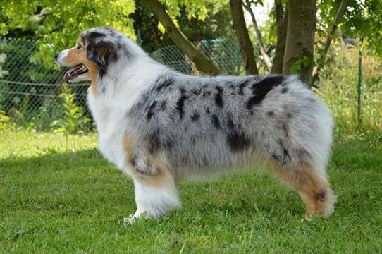 Allevamento Australian Shepherd - FEMMINE - Aussie Paradise